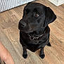 dog, black_labrador, pet, indoor, wooden_floor, radiator, wall, footwear, slipper, person_leg, furniture, home, flooring, domestic_animal, canine, collar, looking_up, brown_eyes, sitting, floor