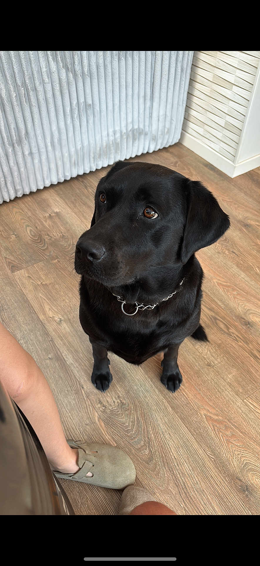 Ice participe au concours pour gagner de l'argent avec cette photo : dog, black_labrador, pet, indoor, wooden_floor, radiator, wall, footwear, slipper, person_leg, furniture, home, flooring, domestic_animal, canine, collar, looking_up, brown_eyes, sitting, floor