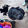 Ice participe au concours pour gagner de l'argent avec cette photo : dog, black_dog, pet, feathers, costume, headpiece, wooden_floor, box, colorful, sequins, curious, looking_up, indoors, shoes, feet, leash, closeup, animal, playful, accessory