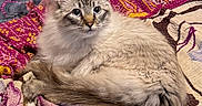 Honey is registered to the contest to win money with this photo: cat, fluffy, quilt, patterned, indoor, pet, resting, fur, animal, cozy, curious, lying_down, mammal, whiskers, tail, closeup, domestic_animal, cute, relaxed, bed_cover