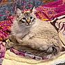 cat, fluffy, quilt, patterned, indoor, pet, resting, fur, animal, cozy, curious, lying_down, mammal, whiskers, tail, closeup, domestic_animal, cute, relaxed, bed_cover