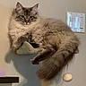Honey is registered to the contest to win money with this photo: cat, fluffy, relaxed, cat_perch, indoor, light_switch, toy, dangling_toy, furniture, pet, animal, fur, whiskers, tail, cute, mammal, domestic_animal, resting, portrait, closeup