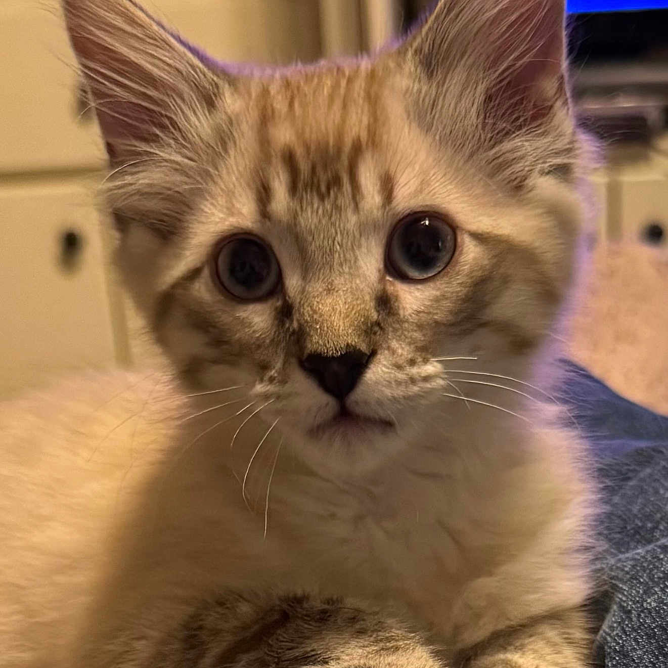 Honey is registered to the contest to win money with this photo: big_eyes, blurred_background, brown_fur, cat, close_up, curious, cute, denim, domestic_animal, feline, fur, indoor, kitten, paws, pet, resting, soft_light, striped, whiskers, young_animal