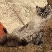 Honey joined the competition — help win amazing prizes! cat, fluffy, lounging, couch, indoor, relaxed, feline, tail, paws, blanket, cushion, pet, domestic_animal, fur, resting, cozy, texture, warm_colors, animal, comfortable