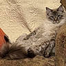 cat, fluffy, lounging, couch, indoor, relaxed, feline, tail, paws, blanket, cushion, pet, domestic_animal, fur, resting, cozy, texture, warm_colors, animal, comfortable