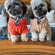 Oliver-Ozzie is registered to the contest to win money with this photo: dog, puppy, pet, sweater, knitted, cute, fluffy, bed, wooden_headboard, indoor, home, cozy, fur, collar, tags, two_dogs, posing, tilted_head, small_dog, adorable