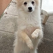 Lazy a rejoint le concours — aidez-le/la à gagner de superbes lots ! dog, white_dog, small_dog, fluffy, standing_on_hind_legs, begging, patio, concrete_floor, plastic_chair, leash, pointy_ears, dark_eyes, black_nose, paws, fur, cute, pet, outdoor, backyard, playful