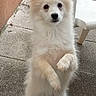 backyard, begging, black_nose, concrete_floor, cute, dark_eyes, dog, fluffy, fur, leash, outdoor, patio, paws, pet, plastic_chair, playful, pointy_ears, small_dog, standing_on_hind_legs, white_dog