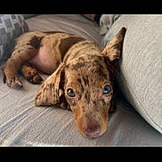 Apple a rejoint le concours — aidez-le/la à gagner de superbes lots ! puppy, dog, dachshund, dappled, heterochromia, blue_eye, brown_eye, couch, gray, soft, lying_down, pet, domestic_animal, cute, sleepy, curious, indoors, close_up, fur, paw