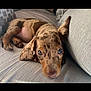 puppy, dog, dachshund, dappled, heterochromia, blue_eye, brown_eye, couch, gray, soft, lying_down, pet, domestic_animal, cute, sleepy, curious, indoors, close_up, fur, paw