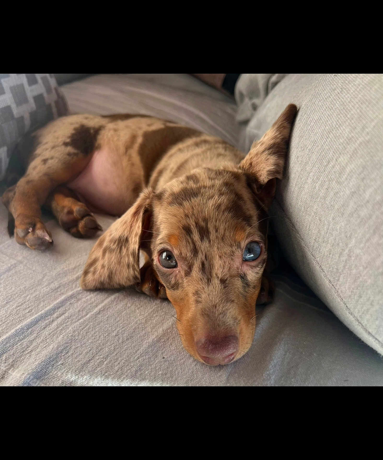 Apple a rejoint le concours — aidez-le/la à gagner de superbes lots ! puppy, dog, dachshund, dappled, heterochromia, blue_eye, brown_eye, couch, gray, soft, lying_down, pet, domestic_animal, cute, sleepy, curious, indoors, close_up, fur, paw