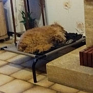 Ginger a rejoint le concours — aidez-le/la à gagner de superbes lots ! dog, pet_bed, indoor, tile_floor, furniture, table, plant, wallpaper, sleeping, brown_dog, cozy, resting, home, raised_bed, blurry, floor, corner, decor, relaxing, animal