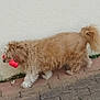 Ginger a rejoint le concours — aidez-le/la à gagner de superbes lots ! dog, animal, pet, walking, outdoor, pavement, toy, red_toy, fluffy, fur, side_view, beige_wall, canine, mammal, playful, domestic_animal, cute, tail, small_dog, companion