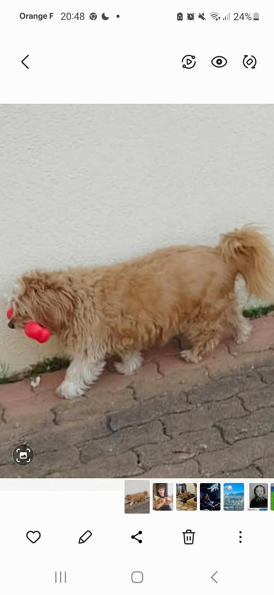 Ginger a rejoint le concours — aidez-le/la à gagner de superbes lots ! dog, animal, pet, walking, outdoor, pavement, toy, red_toy, fluffy, fur, side_view, beige_wall, canine, mammal, playful, domestic_animal, cute, tail, small_dog, companion