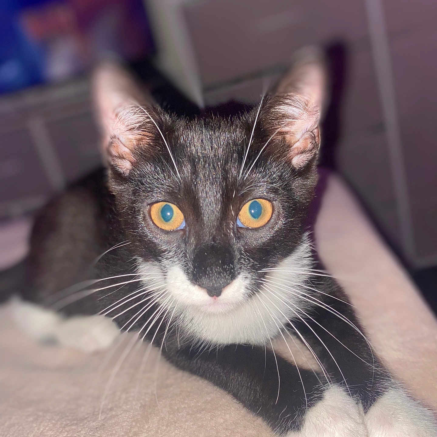 Benji joined the competition — help win amazing prizes! amber_eyes, animal, black_and_white, cat, close_up, curious, cute, domestic_cat, feline, indoor, kitten, lying_down, paws, pet, portrait, relaxed, soft_blanket, tuxedo_cat, whiskers, young_cat