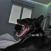 Pins participe au concours pour gagner de l'argent avec cette photo : dog, black_dog, yawning, tongue, collar, bed, blanket, indoor, window, led_lights, furniture, cozy, relaxed, pet, animal, muzzle, teeth, resting, home, sleepy