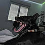 dog, black_dog, yawning, tongue, collar, bed, blanket, indoor, window, led_lights, furniture, cozy, relaxed, pet, animal, muzzle, teeth, resting, home, sleepy