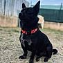 dog, black_dog, sitting, collar, red_collar, outdoor, yard, dirt, ears_up, alert, pet, animal, canine, fence, grass, daylight, focused, portrait, domestic_animal, friendly