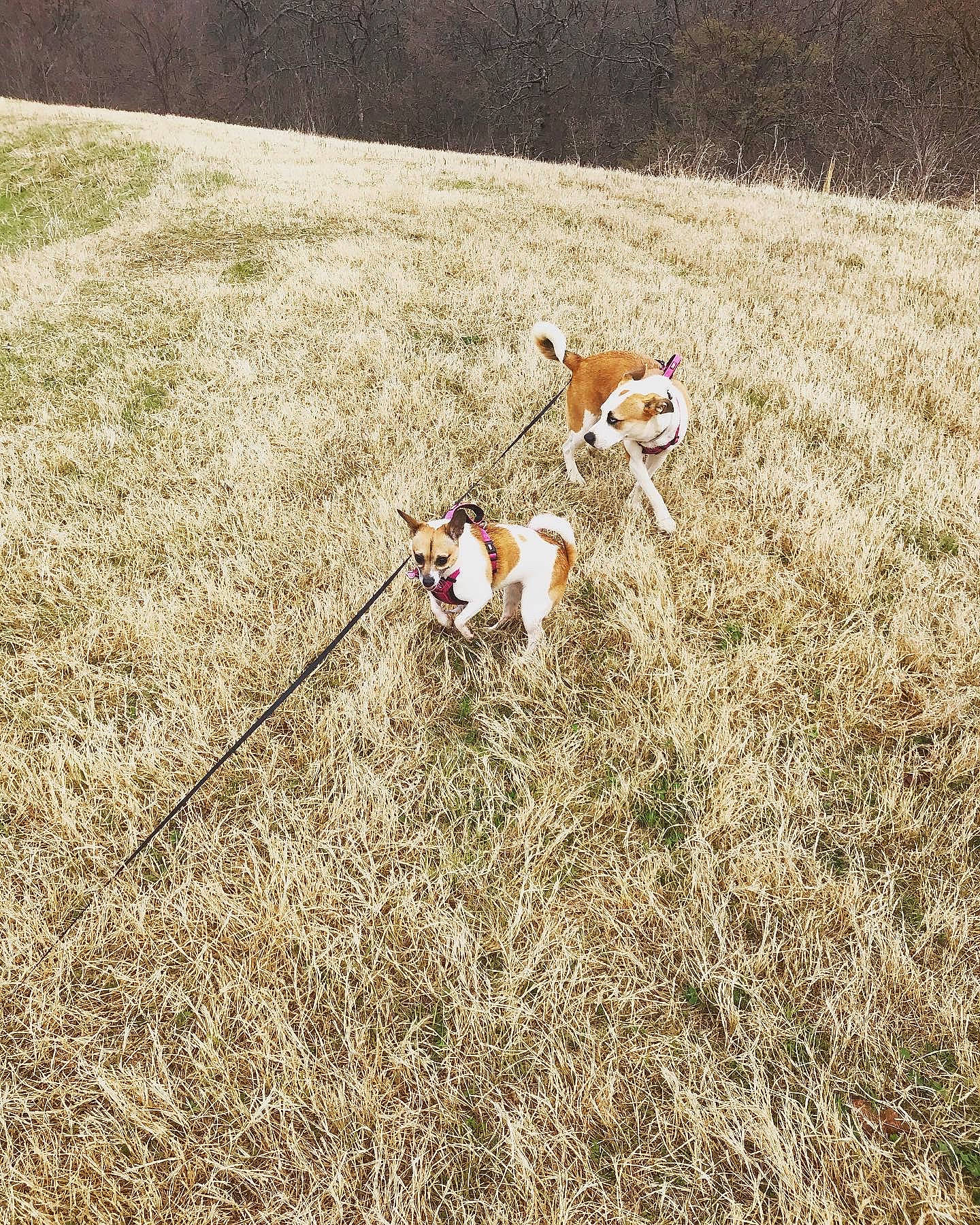 Rhoda is registered to the contest to win money with this photo: canidae, carnivore, companion_dog, dog, dog_breed, grass, grass_family, hunting_dog, sporting_group