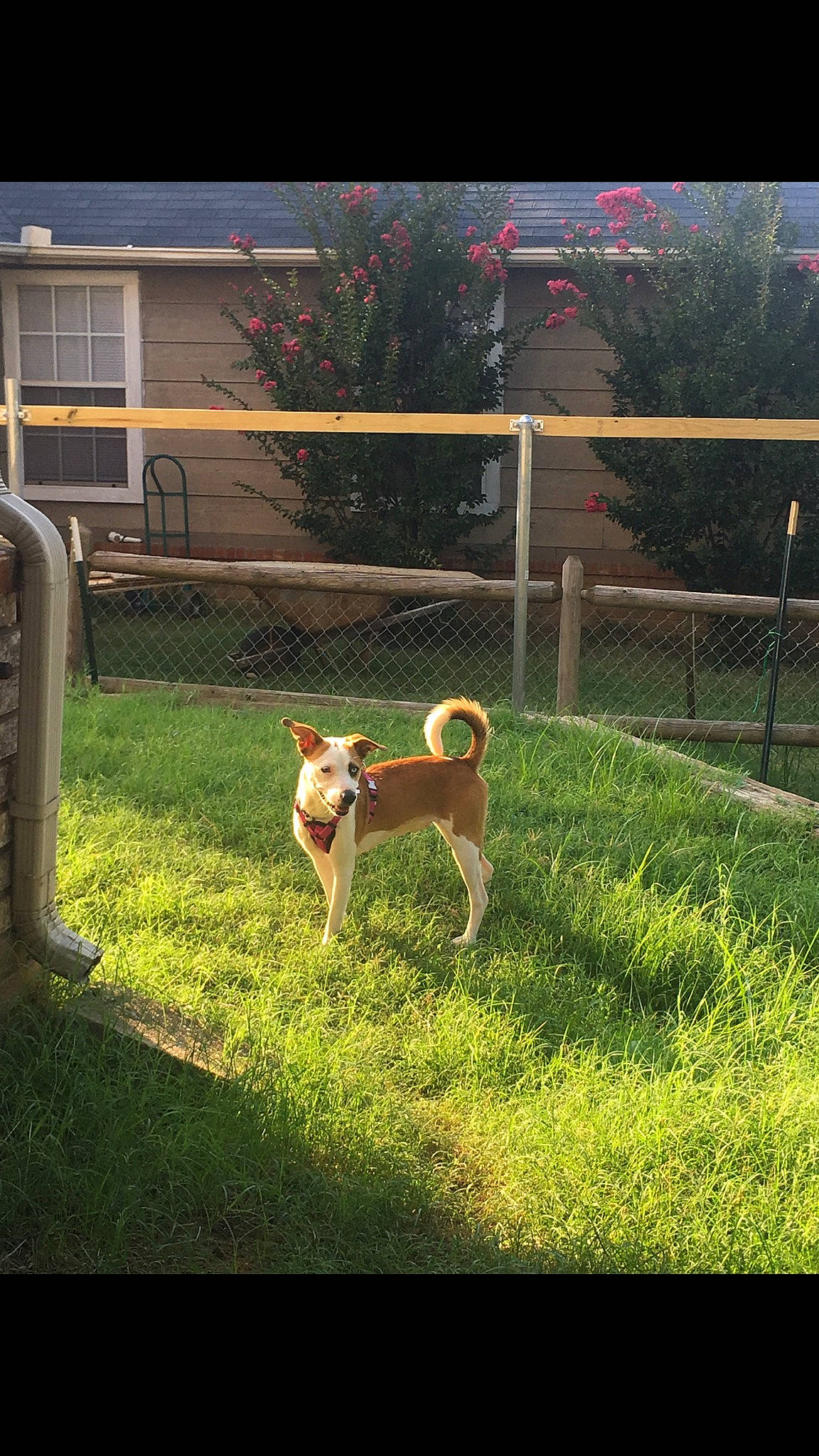 Rhoda is registered to the contest to win money with this photo: basenji, canidae, carnivore, carolina_dog, dog, dog_breed, fawn, fence, grass, korean_jindo_dog, mammal, norwegian_buhund, vertebrate