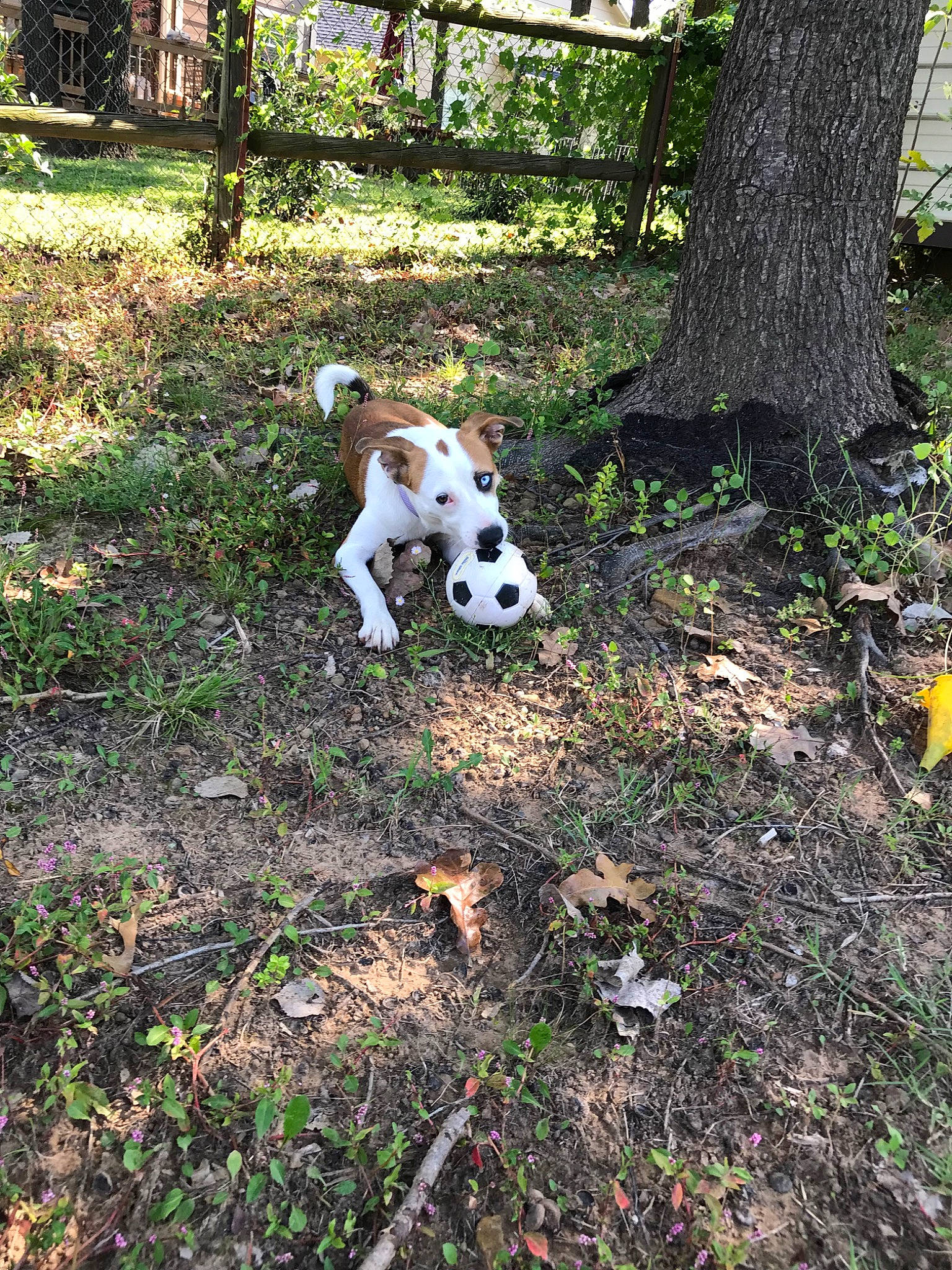 Rhoda joined the competition — help win amazing prizes! canidae, carnivore, companion_dog, dog, dog_breed, fawn, hunting_dog, pointer, soil, sporting_group, tail, treeing_feist