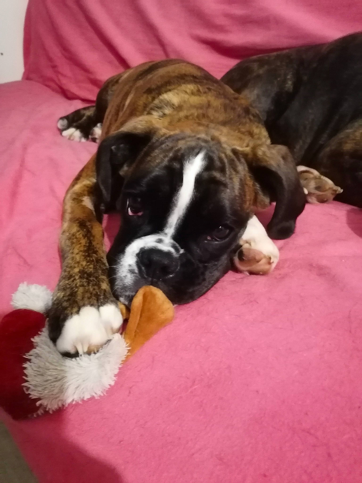 Prada Du Sourire à La Vie a rejoint le concours — aidez-le/la à gagner de superbes lots ! australian_bulldog, boxer, canidae, carnivore, companion_dog, dog, dog_breed, fawn, mammal, molosser, non_sporting_group, old_english_bulldog, olde_english_bulldogge, puppy, puppy_love, snout, sporting_group, valley_bulldog, vertebrate