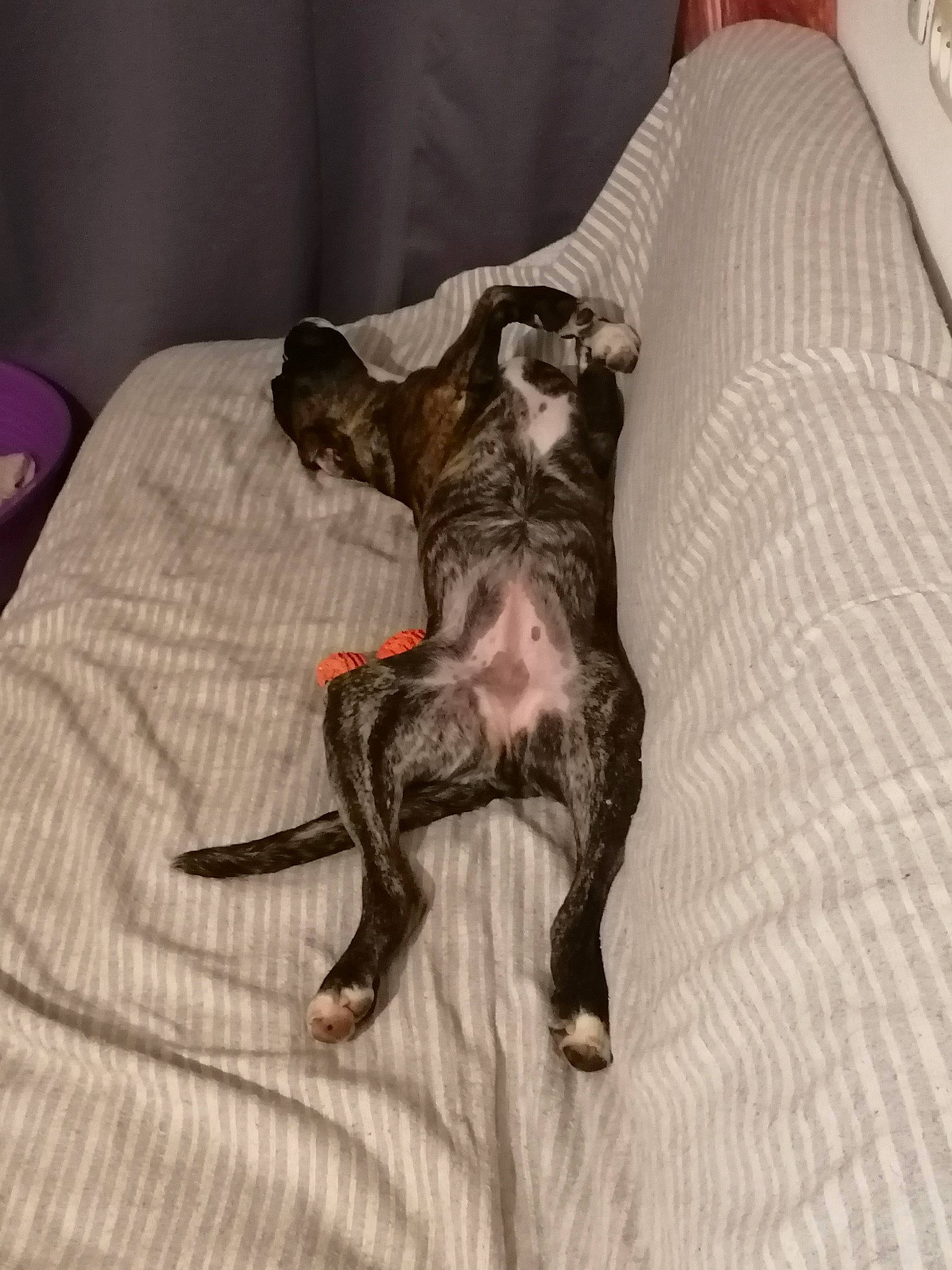 Prada Du Sourire à La Vie a rejoint le concours — aidez-le/la à gagner de superbes lots ! american_hairless_terrier, boston_terrier, canidae, carnivore, cat, dog, dog_breed, fawn, french_bulldog, italian_greyhound, lurcher, non_sporting_group, puppy, tail, whippet