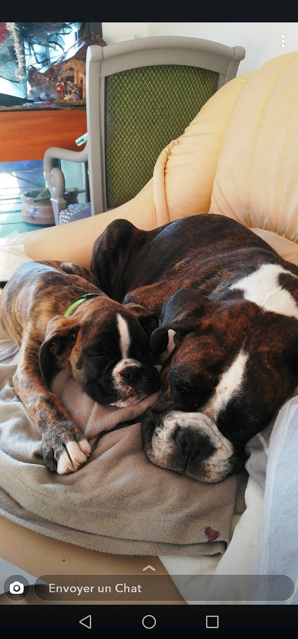 Idylle a rejoint le concours — aidez-le/la à gagner de superbes lots ! american_bulldog, australian_bulldog, boston_terrier, boxer, bulldog, canidae, carnivore, companion_dog, dog, dog_breed, mammal, nap, non_sporting_group, old_english_bulldog, olde_english_bulldogge, puppy, puppy_love, snout, sporting_group, valley_bulldog