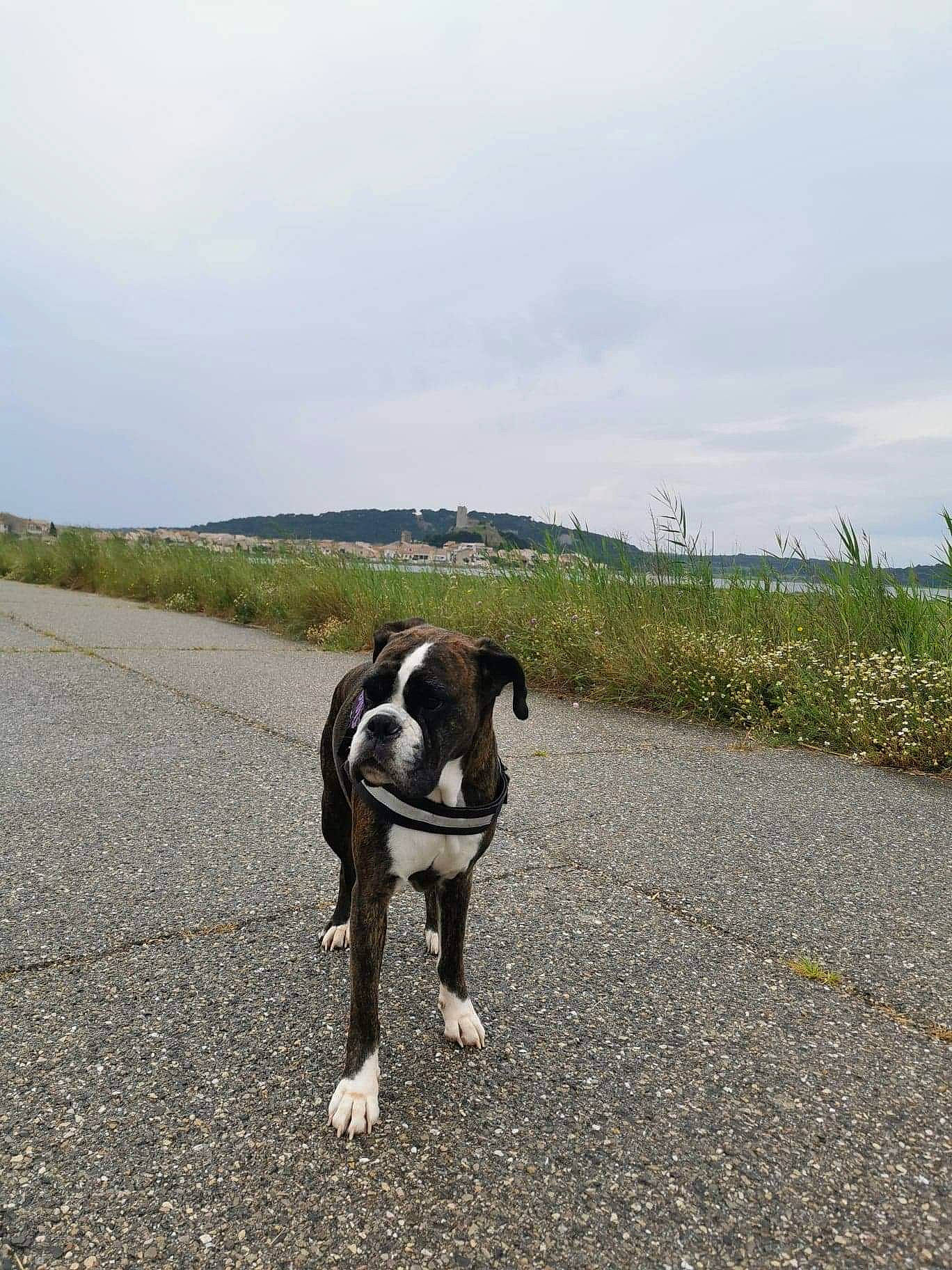 Idylle a rejoint le concours — aidez-le/la à gagner de superbes lots ! boston_terrier, canidae, carnivore, dog, dog_breed, dog_walking, non_sporting_group, road, sporting_group, tail, walking