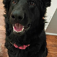 Oakleigh joined the competition — help win amazing prizes! dog, black_dog, pet, canine, collar, indoor, wooden_floor, happy, ears, fur, animal, looking_up, cute, domestic_animal, friendly, companion, mammal, tongue, teeth, sitting