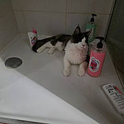 Aureo participe au concours pour gagner de l'argent avec cette photo : cat, bathtub, soap, lotion, bathroom, pet, animal, relaxed, white, black, fur, domestic, indoor, container, bottle, sink_area, cleaning_product, resting, paw, tile