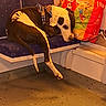 dog, black_and_white, sleeping, lying_down, seated, chair, public_transport, grocery_bags, indoor, relaxed, long_legs, harness, speckled_floor, blue_seat, shopping, resting, animal, portrait, warm_lighting, candid