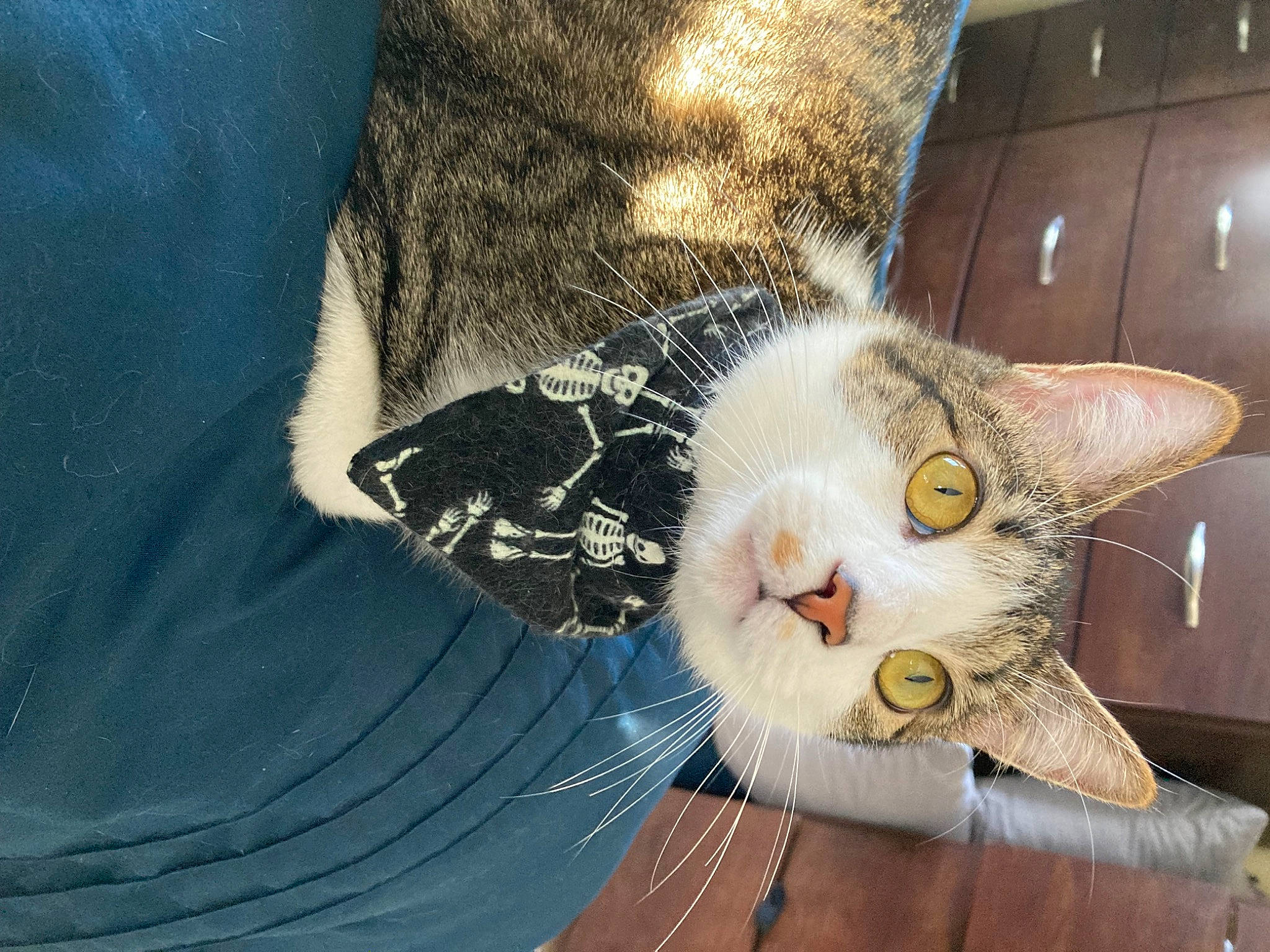 Haru is registered to the contest to win money with this photo: carnivore, cat, claw, domestic_short_haired_cat, electric_blue, felidae, fur, paw, small_to_medium_sized_cats, snout, tail, whiskers, wood