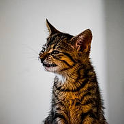 Mabel is registered to the contest to win money with this photo: animal, background, cat, close_up, curious, cute, ears, feline, fur, indoor, kitten, looking, muzzle, pet, portrait, side_view, soft_light, tabby, whiskers, young