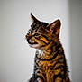 kitten, cat, tabby, pet, animal, fur, whiskers, close_up, portrait, cute, young, indoor, feline, looking, curious, ears, side_view, soft_light, background, muzzle