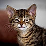 Mabel is registered to the contest to win money with this photo: kitten, cat, tabby, whiskers, ears, fur, pet, animal, cute, young, feline, portrait, closeup, indoor, soft_light, brown, striped, eyes, face, muzzle