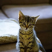 Mabel joined the competition — help win amazing prizes! kitten, cat, tabby, pet, animal, feline, indoor, couch, blanket, fur, whiskers, ears, cute, young, portrait, sitting, curious, face, eyes, domestic