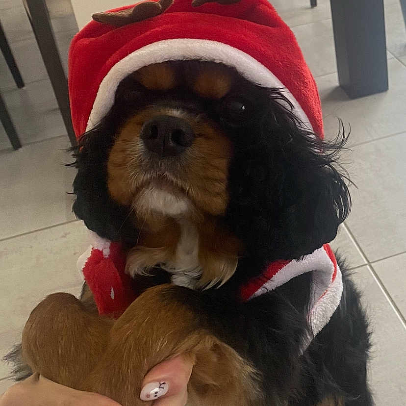 Shadow Cardet participe au concours pour gagner de l'argent avec cette photo : animal, black_fur, brown_fur, chair, christmas, cute, dog, festive, floor, hand, holiday, indoor, nail_art, person_hand, pet, red_hat, reindeer_hat, table, tablecloth, tile