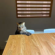 Minette a rejoint le concours — aidez-le/la à gagner de superbes lots ! cat, tabby_cat, wooden_table, window, slats, indoor, pet, animal, feline, paws, serious_expression, shadow, light, chair, home, domestic, curious, sitting, fur, whiskers
