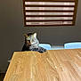 cat, tabby_cat, wooden_table, window, slats, indoor, pet, animal, feline, paws, serious_expression, shadow, light, chair, home, domestic, curious, sitting, fur, whiskers