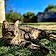 Minette