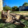 Minette participe au concours pour gagner de l'argent avec cette photo : cat, tabby, grass, outdoor, sunlight, animal, pet, relaxing, nature, feline, mammal, daylight, greenery, blurred_background, whiskers, ears, lying_down, peaceful, closeup, resting