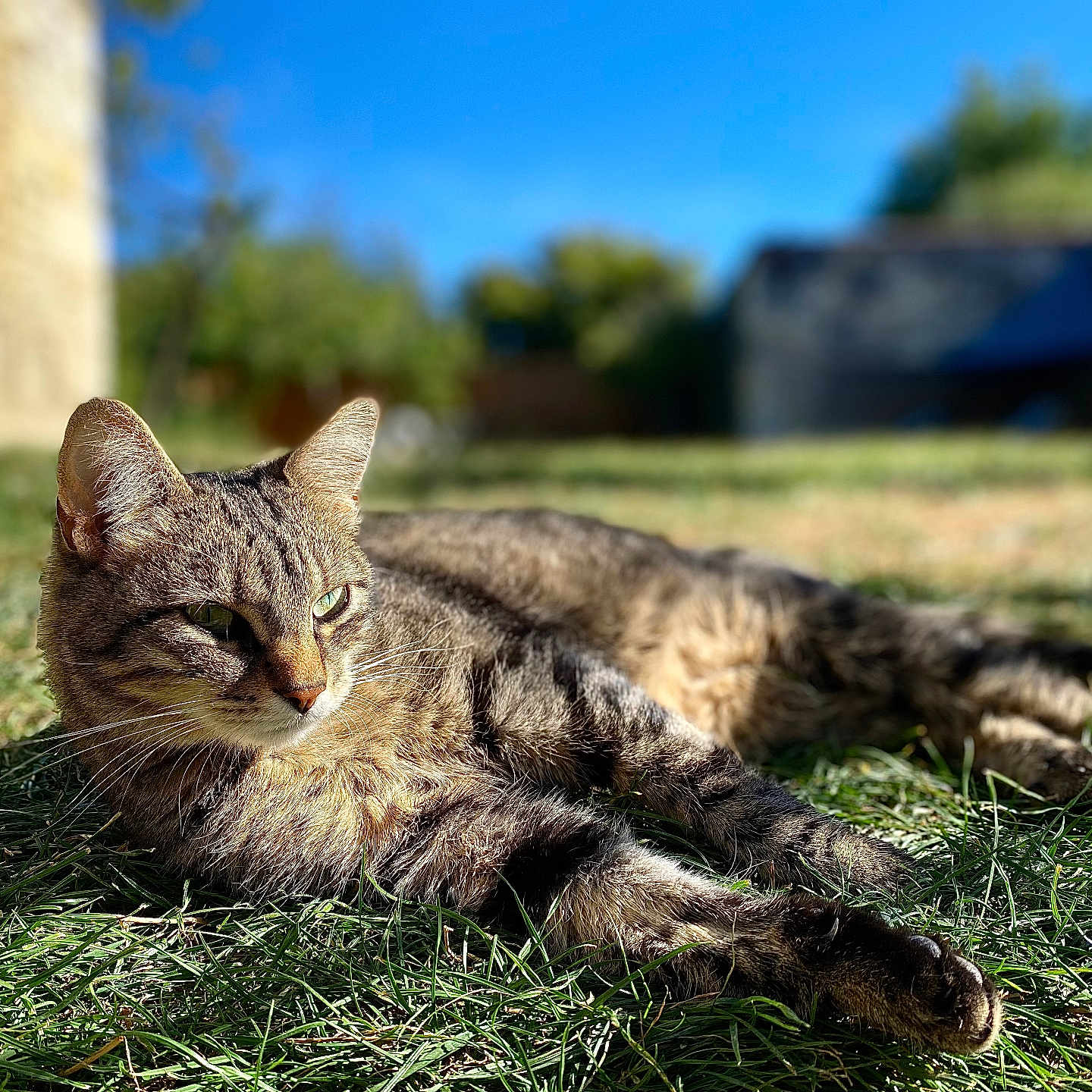 Minette participe au concours pour gagner de l'argent avec cette photo : animal, blurred_background, cat, closeup, daylight, ears, feline, grass, greenery, lying_down, mammal, nature, outdoor, peaceful, pet, relaxing, resting, sunlight, tabby, whiskers