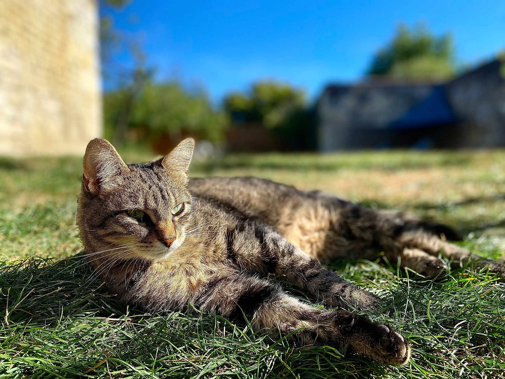 Minette participe au concours pour gagner de l'argent avec cette photo : cat, tabby, grass, outdoor, sunlight, animal, pet, relaxing, nature, feline, mammal, daylight, greenery, blurred_background, whiskers, ears, lying_down, peaceful, closeup, resting