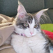 Angel a rejoint le concours — aidez-le/la à gagner de superbes lots ! cat, fluffy, pet, indoor, cozy, blanket, couch, relaxed, fur, ears, whiskers, pink_nose, curious, domestic_animal, mammal, feline, closeup, comfort, resting, young_cat