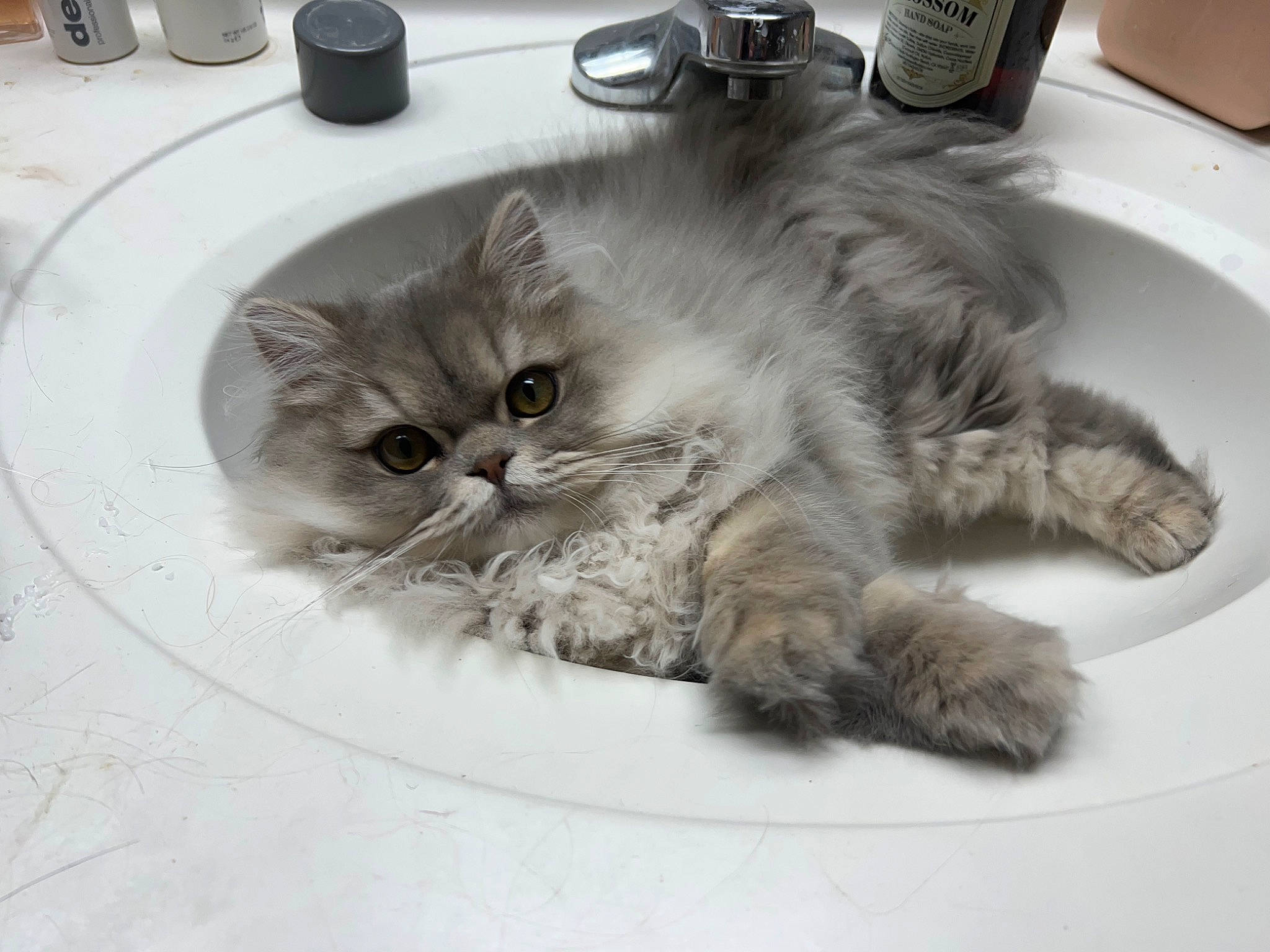 Finnegan joined the competition — help win amazing prizes! british_longhair, carnivore, cat, claw, comfort, domestic_short_haired_cat, fawn, felidae, fur, paw, persian, serveware, small_to_medium_sized_cats, snout, tableware, tail, terrestrial_animal, whiskers