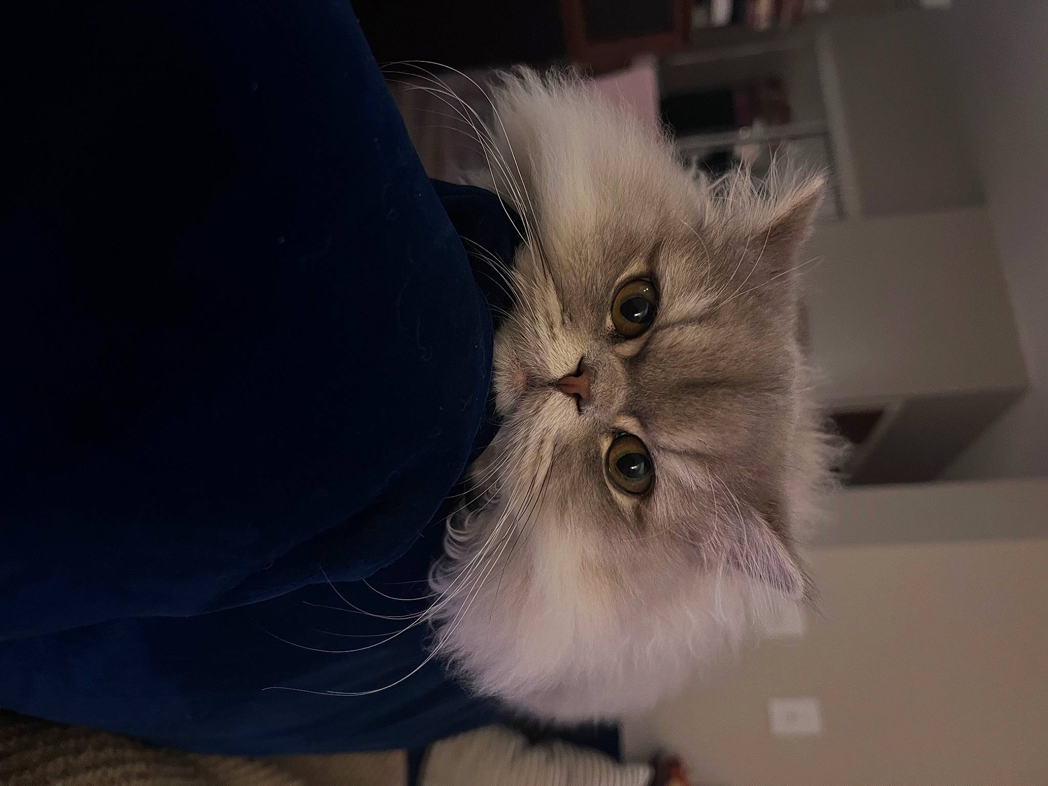 Finnegan is registered to the contest to win money with this photo: art, carnivore, cat, domestic_short_haired_cat, ear, eye, felidae, fur, head, paper, paper_product, paw, sink, small_to_medium_sized_cats, snout, tail, whiskers