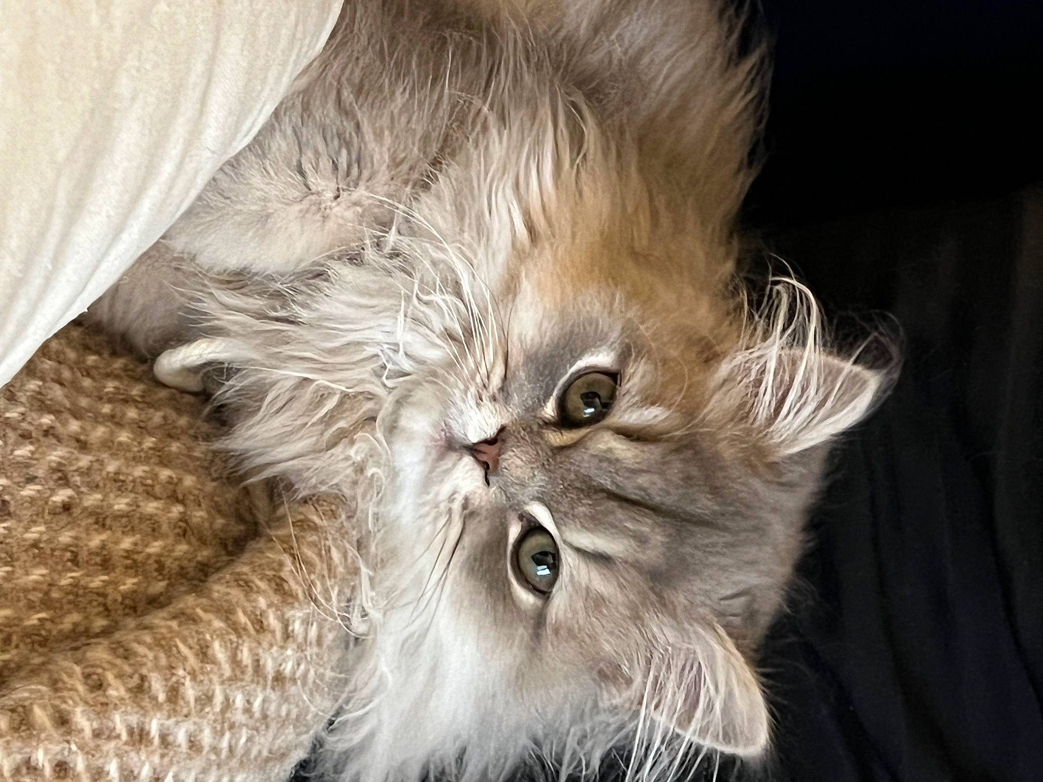 Finnegan joined the competition — help win amazing prizes! british_longhair, carnivore, cat, claw, close_up, domestic_short_haired_cat, eye, fawn, felidae, fur, hair, head, paw, plant, small_to_medium_sized_cats, snout, tail, terrestrial_animal, whiskers