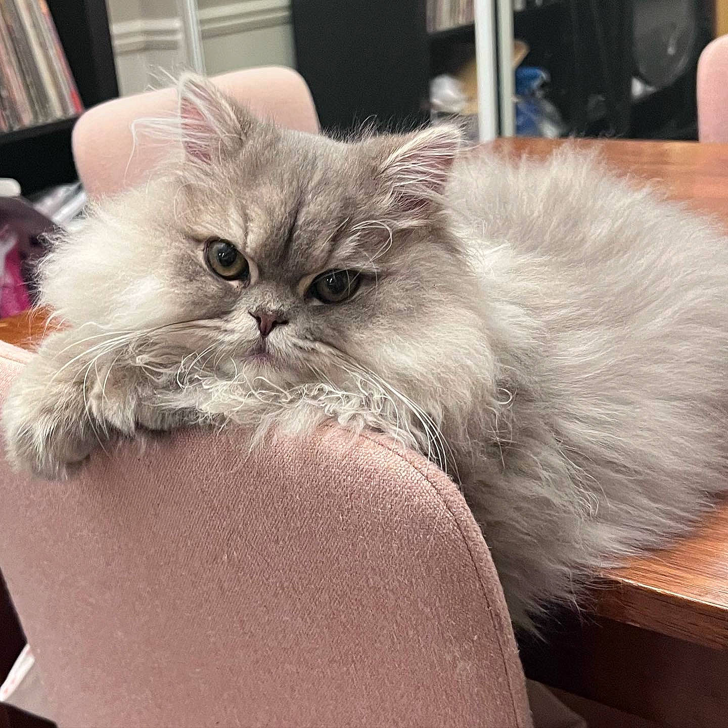 Finnegan joined the competition — help win amazing prizes! box, british_longhair, carnivore, cat, claw, comfort, domestic_short_haired_cat, fawn, felidae, fur, paw, persian, small_to_medium_sized_cats, snout, whiskers