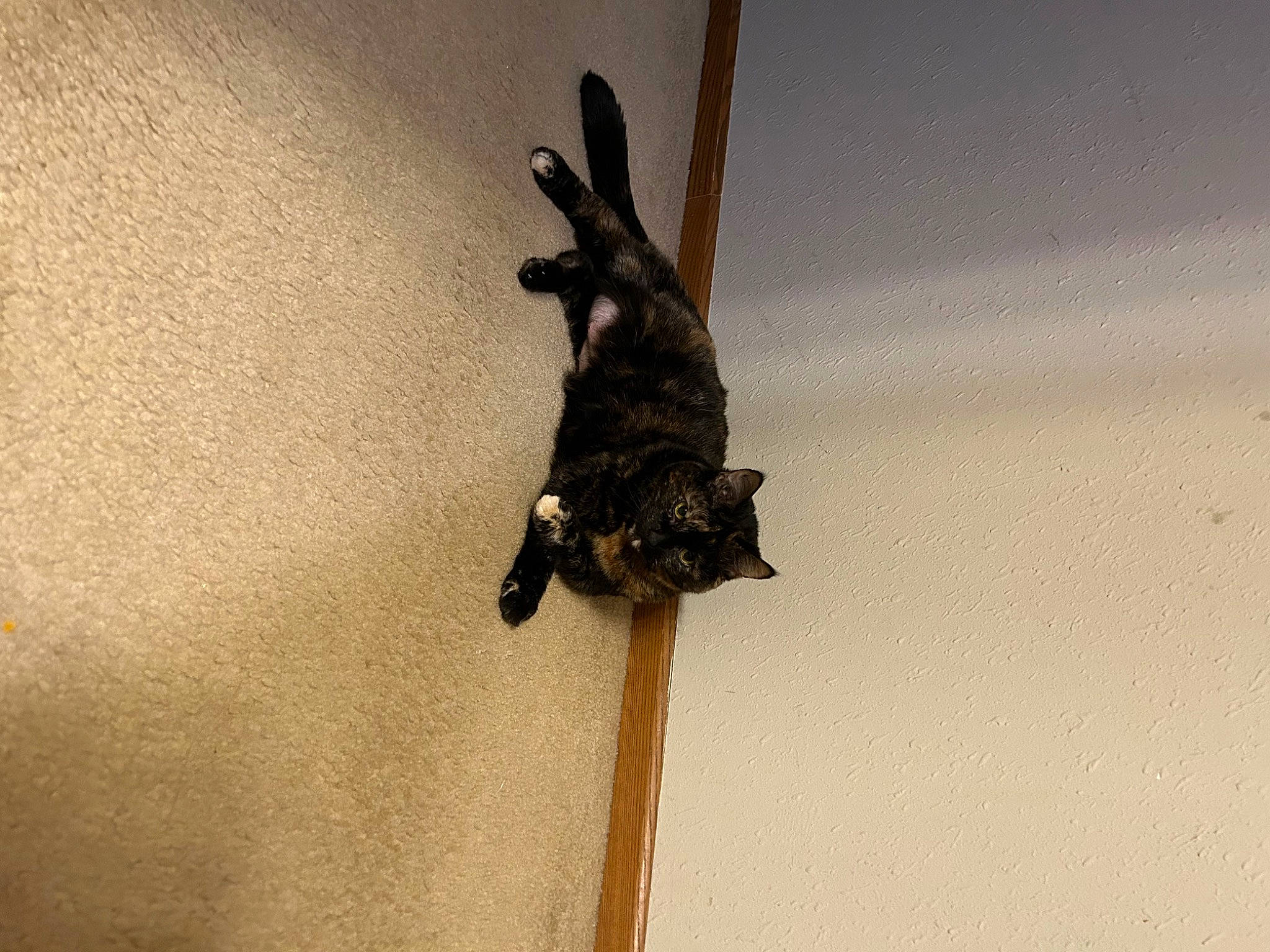 Maddie is registered to the contest to win money with this photo: art, macro_photography, metal, pest, plant, plant_stem, sculpture, shadow, soil, still_life_photography, tail, terrestrial_animal, tints_and_shades, tree, trunk, twig, visual_arts, wildlife, wood